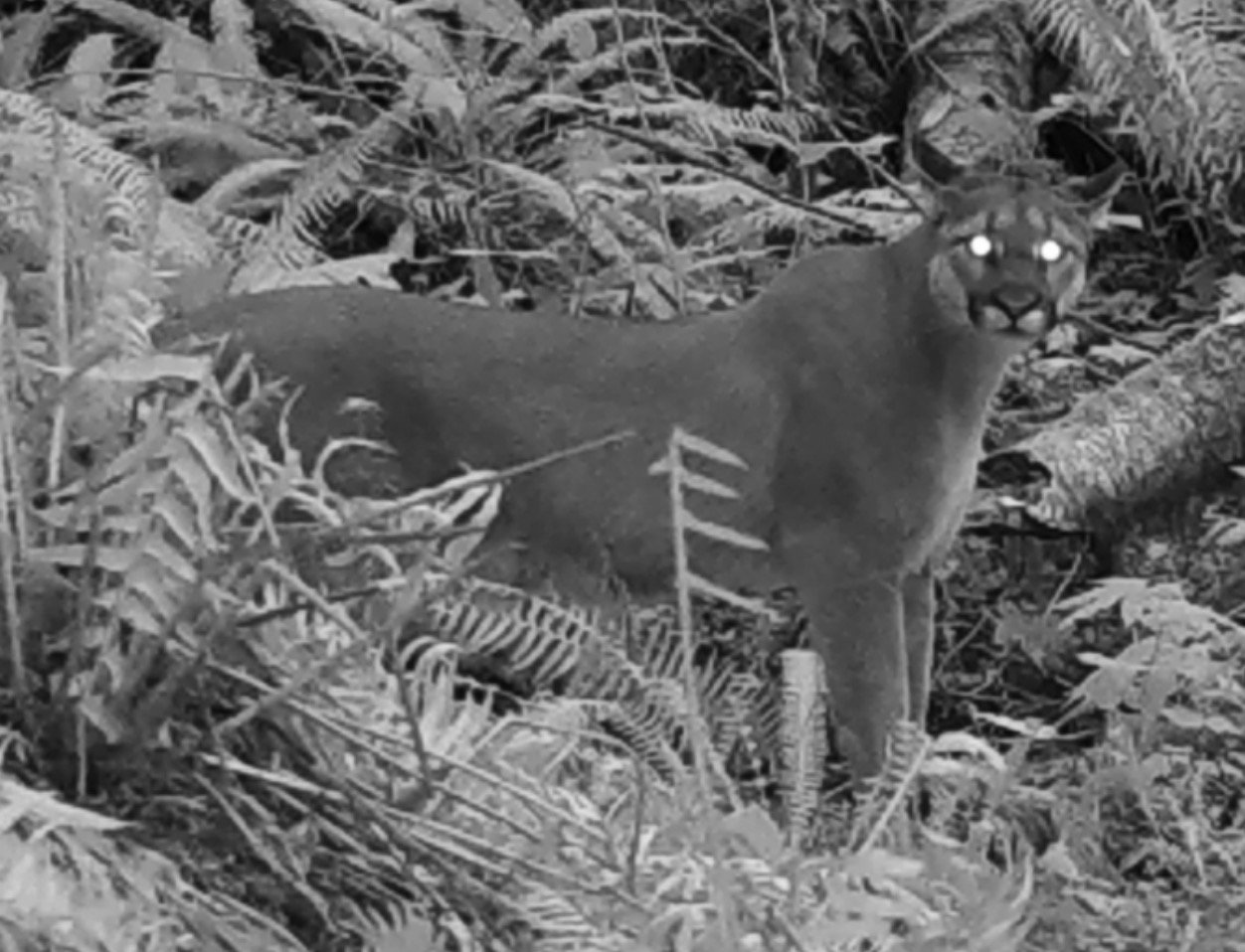 A cougar is pictured at night in this photo included with a "Cascade to Coast" analysis assembled by the Washington Wildlife Habitat Connectivity Working Group.